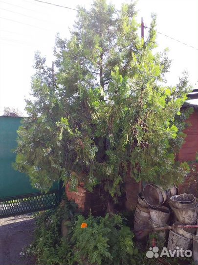 Туя смарагд