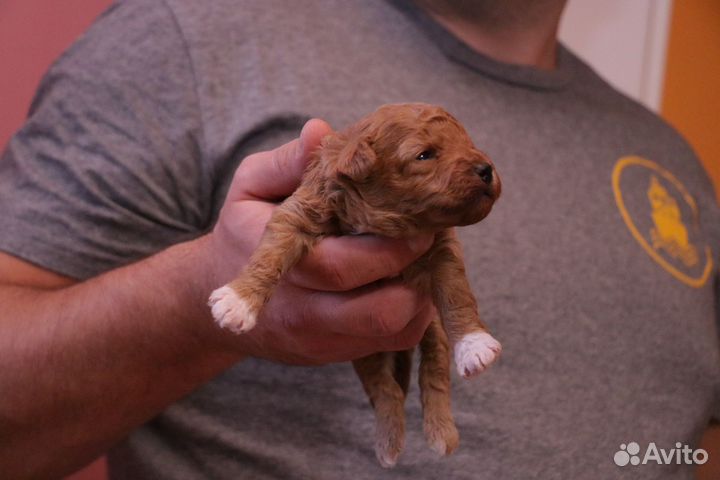 Мальтипу. Мини мальчик