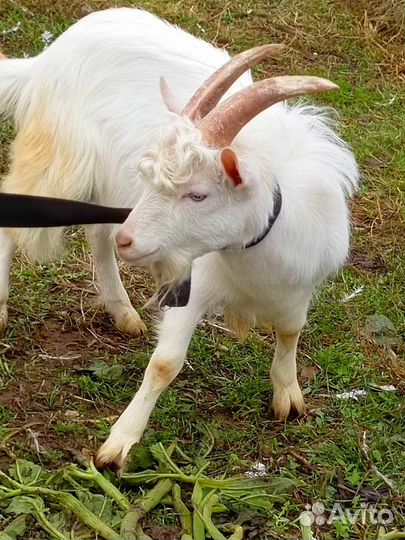 Зааненские козы