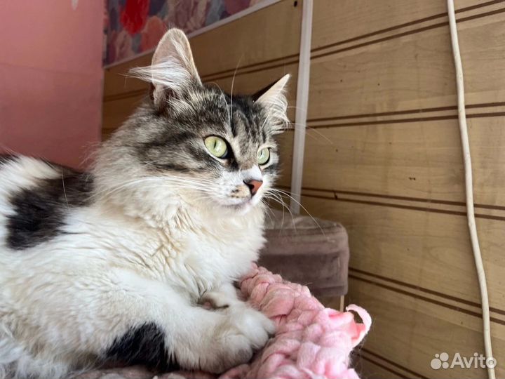 Котик Матис