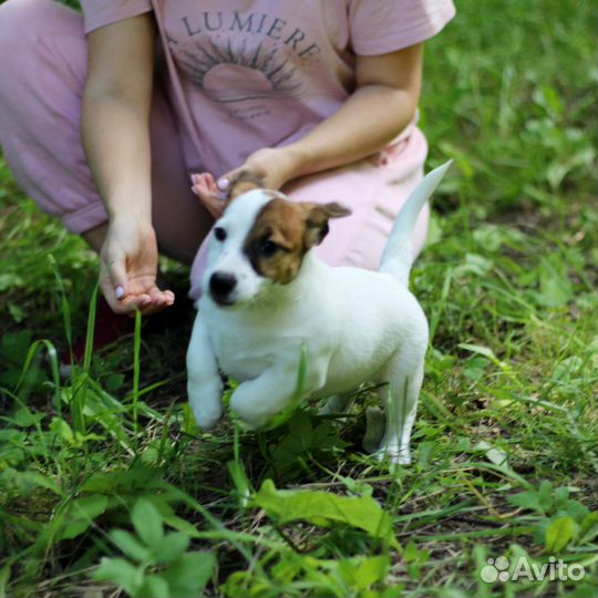 Щенки Джек Рассел терьера гладкошерстные