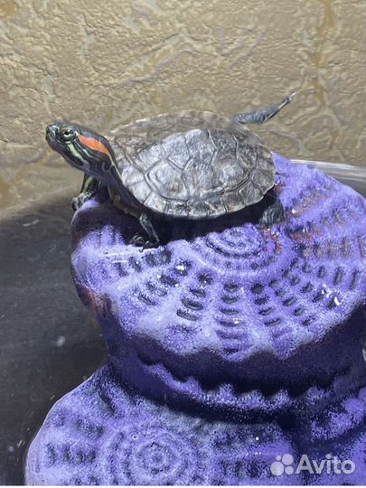 Продаю черепашку с аквариумом