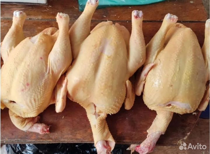 Куры домашние