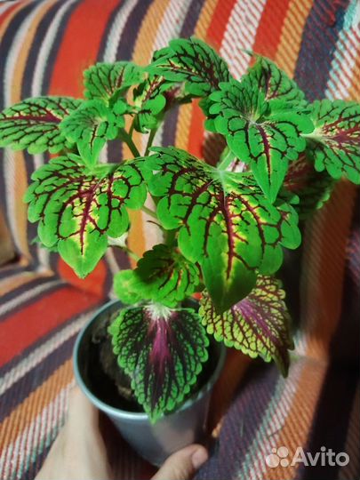 Комнатные 2