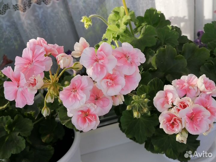 Пеларгония герань сортовая
