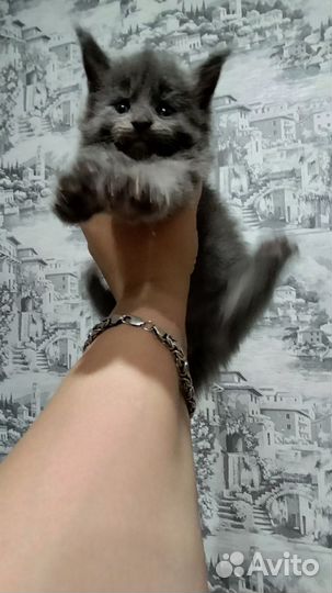 Котята Мейн-кун
