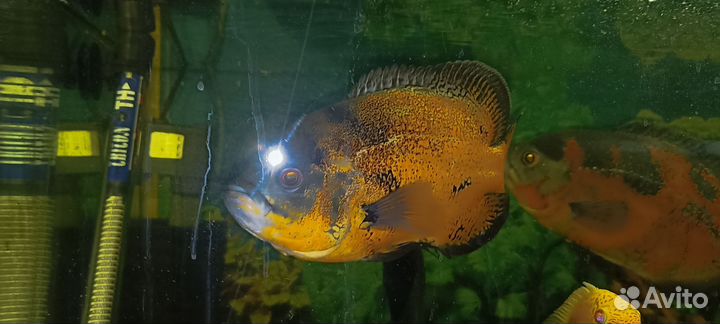 Астронотус