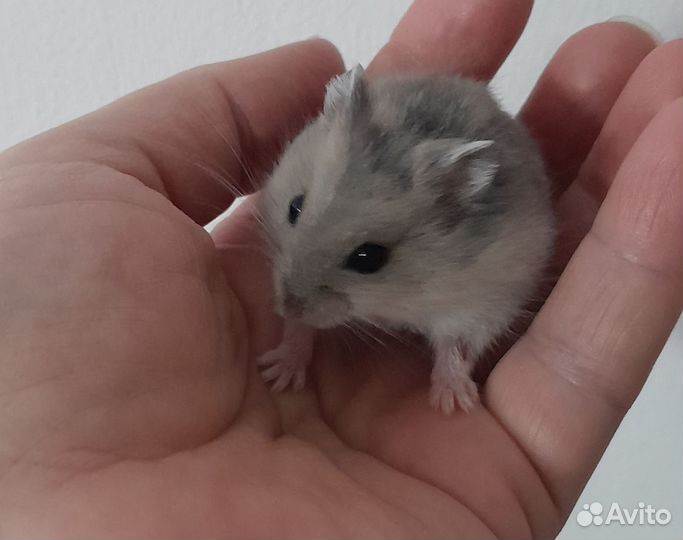 Джунгарский хомяк