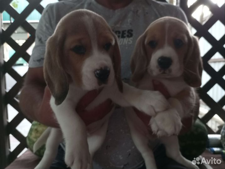 Щенки бигль РКФ