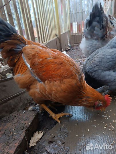 Молодые петухи, г. Чебоксары, поселок Южный