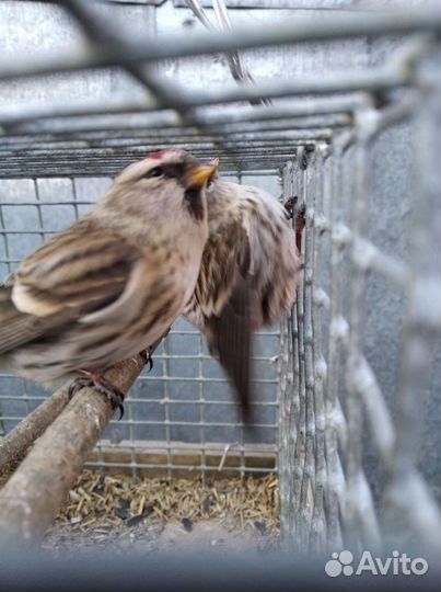 Щеглы, певчие птицы