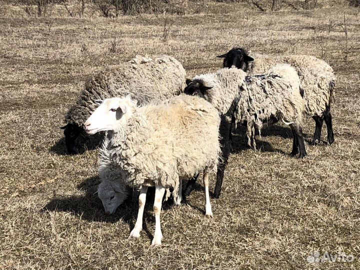 Овцы бараны