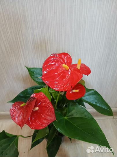 Антуриум мужское счастье