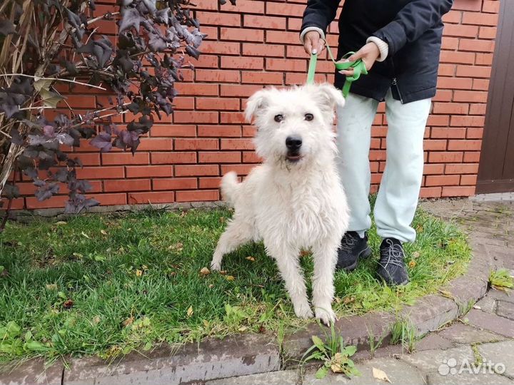 Очень ласковая собачка