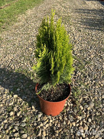 Туя западная Ауреа Нана Голд