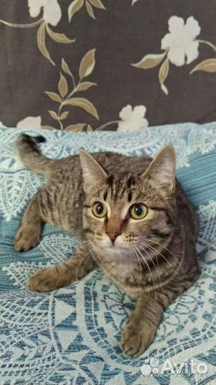 Кошки бесплатно