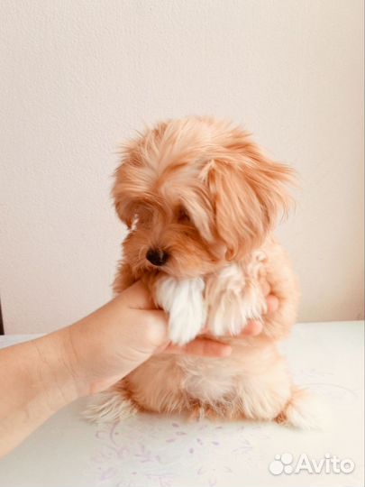 Мальтипу девочка