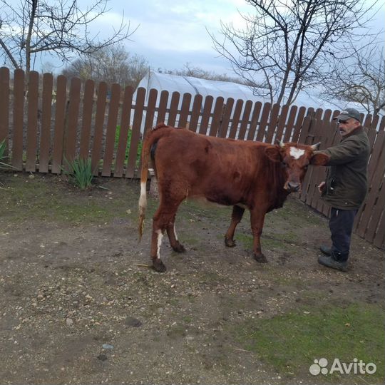 Коровы и телки