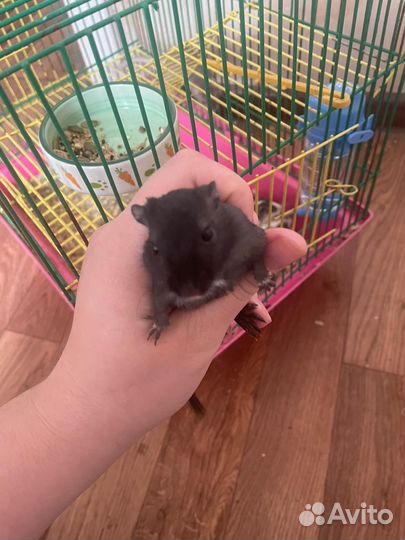 Монгольская песчанка