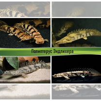 Аквариумные полиптерусы, змееголовы и каламоихты, Москва