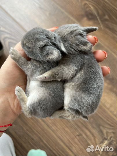 Карликовый кролик минор