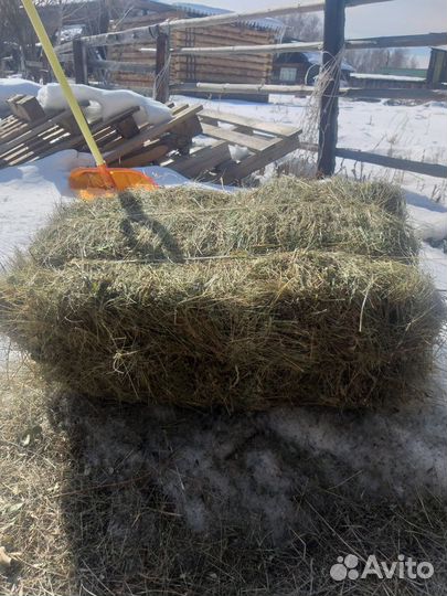 Сено в квадратных тюках