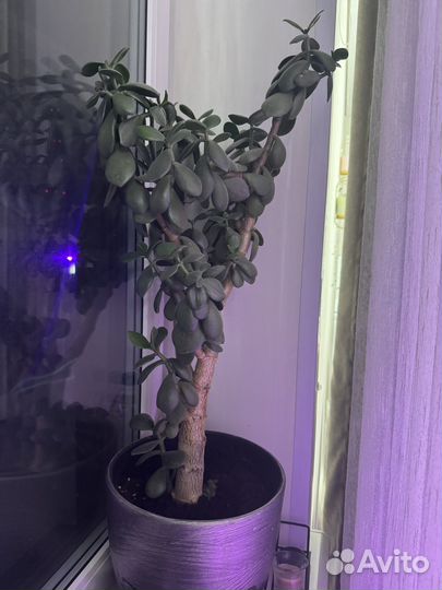 Денежное дерево