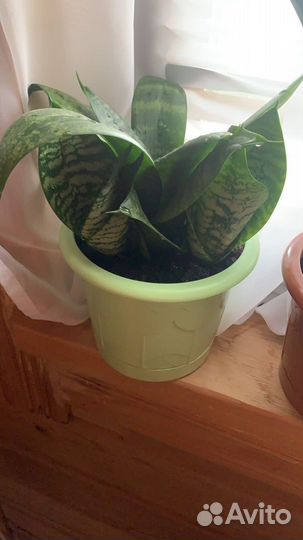 Комнатные цветы