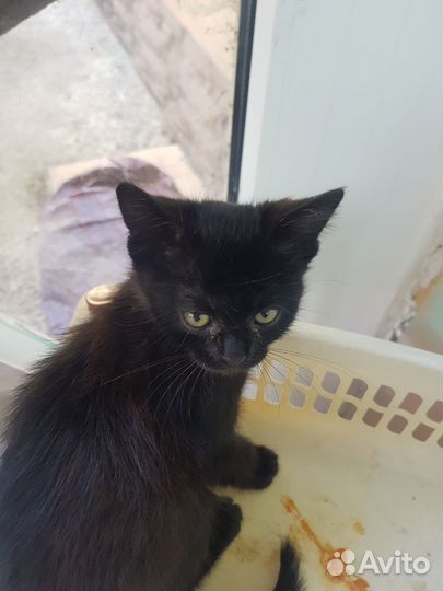 Котенок в добрые руки