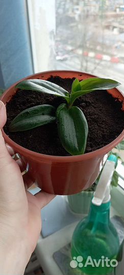 Традесканция