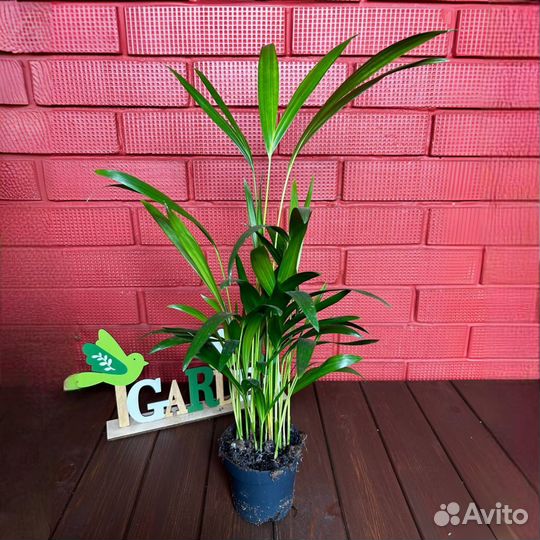 Хризалидокарпус