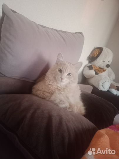 Пропал кот Просим содействия в поисках