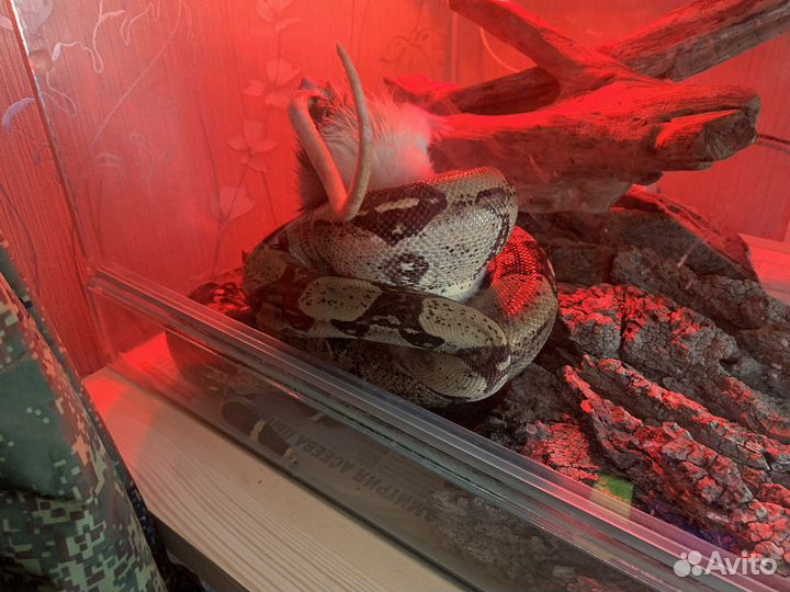 Самка обыкновенного удава