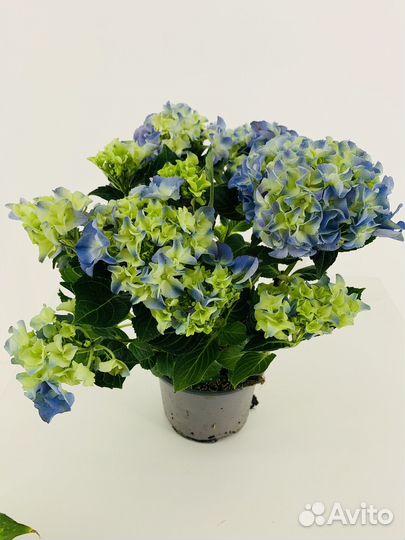 Гортензия метельчатая