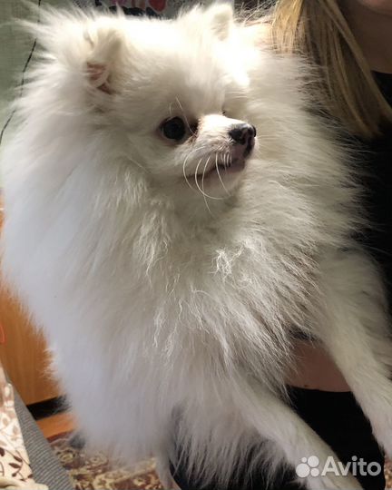 Немецкий шпиц