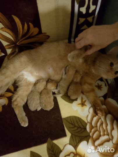 Кошки