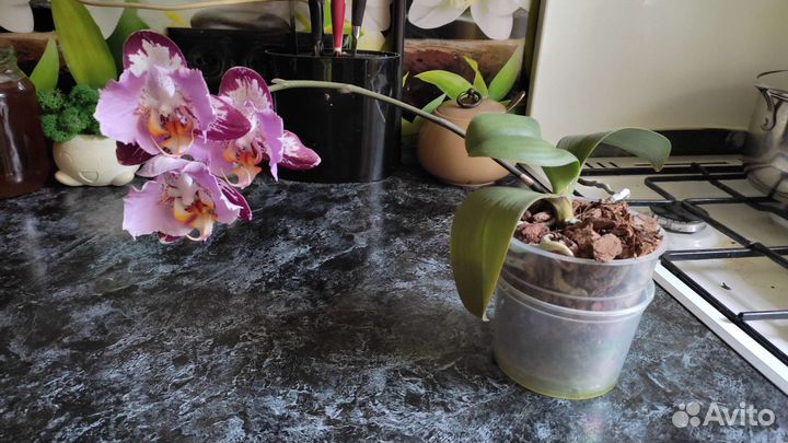 Орхидея фаленопсис бабочка