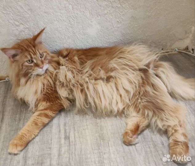 Гигиеническая стрижка животных