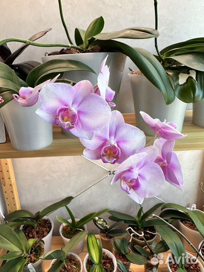 Пересадка орхидей и комнатных растений