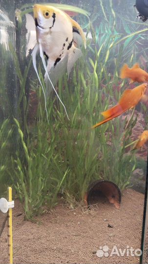 Аквариумные рыбки