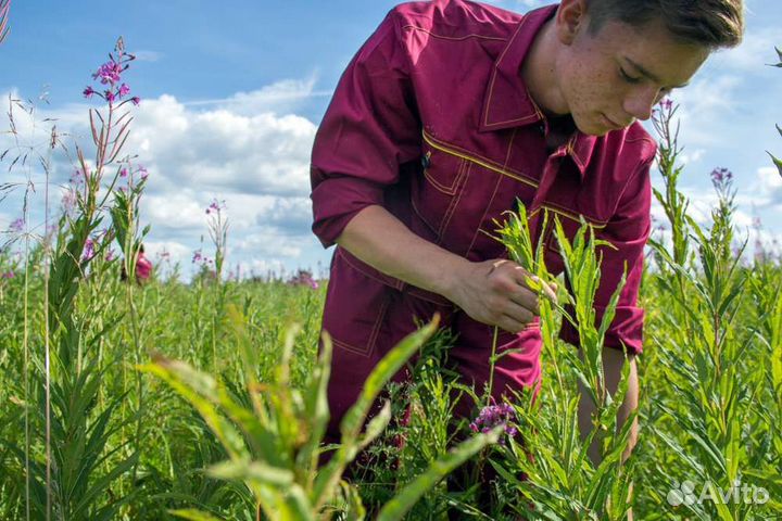 Требуется сборщик листа Иван-чая