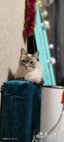 Сиамский кот