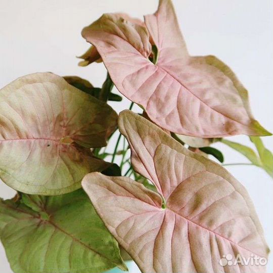 Сингониумы, сциндапсусы