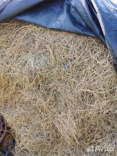 Сено разнотравье в тюках