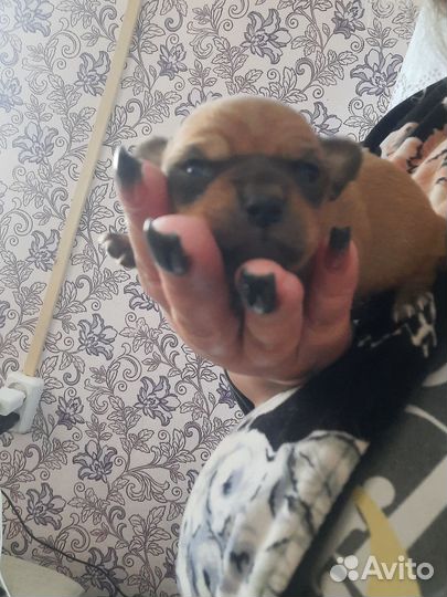 Чишка джентельмен