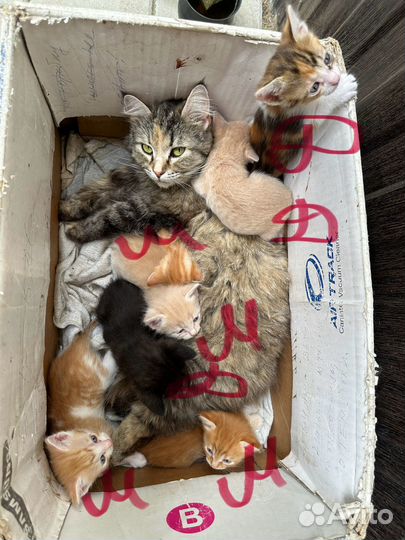 Котята в добрые руки