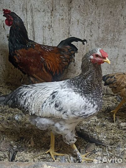 Молодые петушки