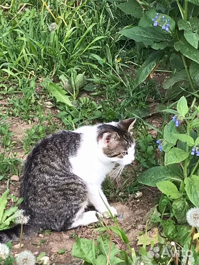 Найден кот Истринский район