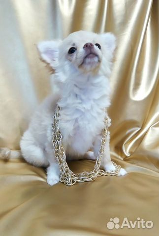 Роскошный, красивый щенок чихуахуа(девочка) объявление продам