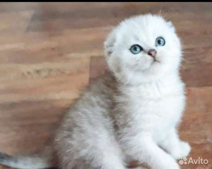Шотландская шиншила